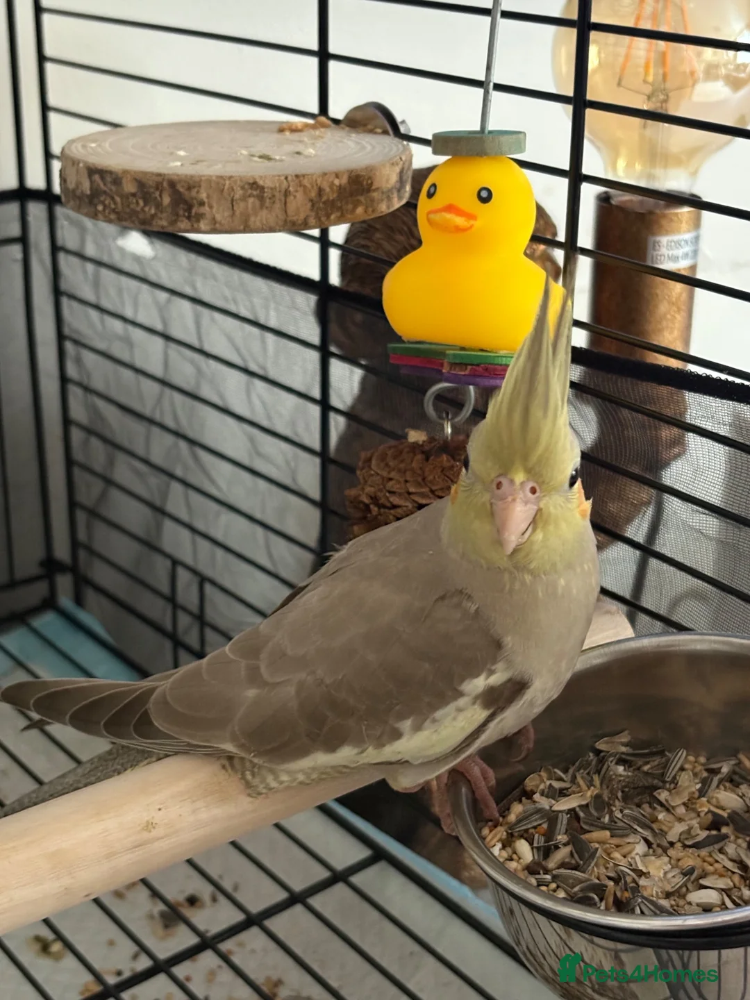 Cockatiels birds for sale: 13 week old cockatiel hand reared  - Advert 2