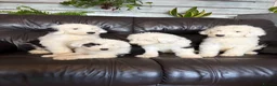 Old English Sheepdog dogs for sale: Kc Registered Old English Sheepdogs  - Advert 3