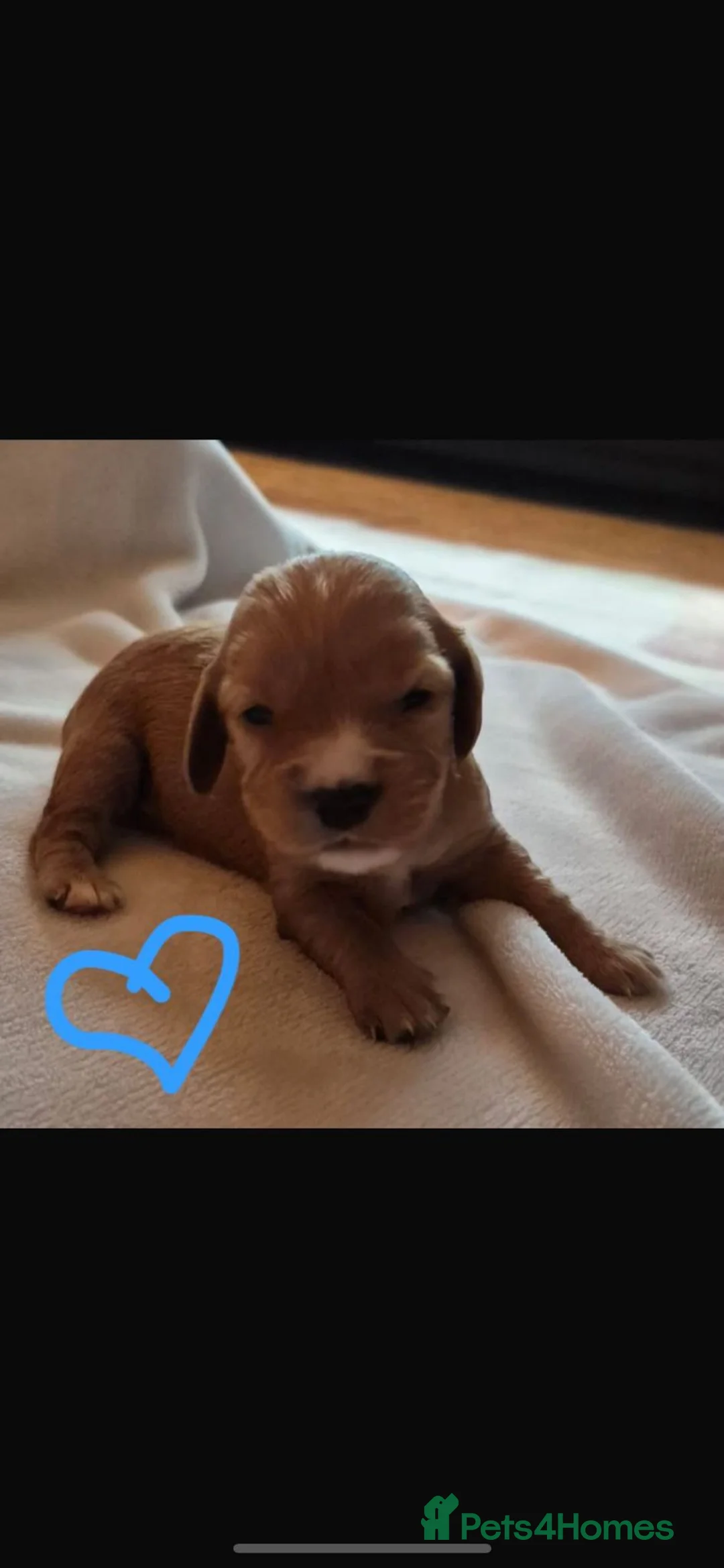 Mixed Breed dogs for sale: Cockalier - Advert 7