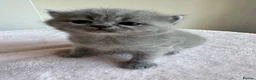 British Shorthair cats for sale: 3 beautiful Female BSH lilac and blues available  in Dartford - Advert 24