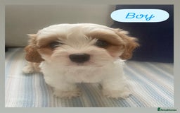 Cavachon dogs for sale: Cavachon puppies  - Image 4