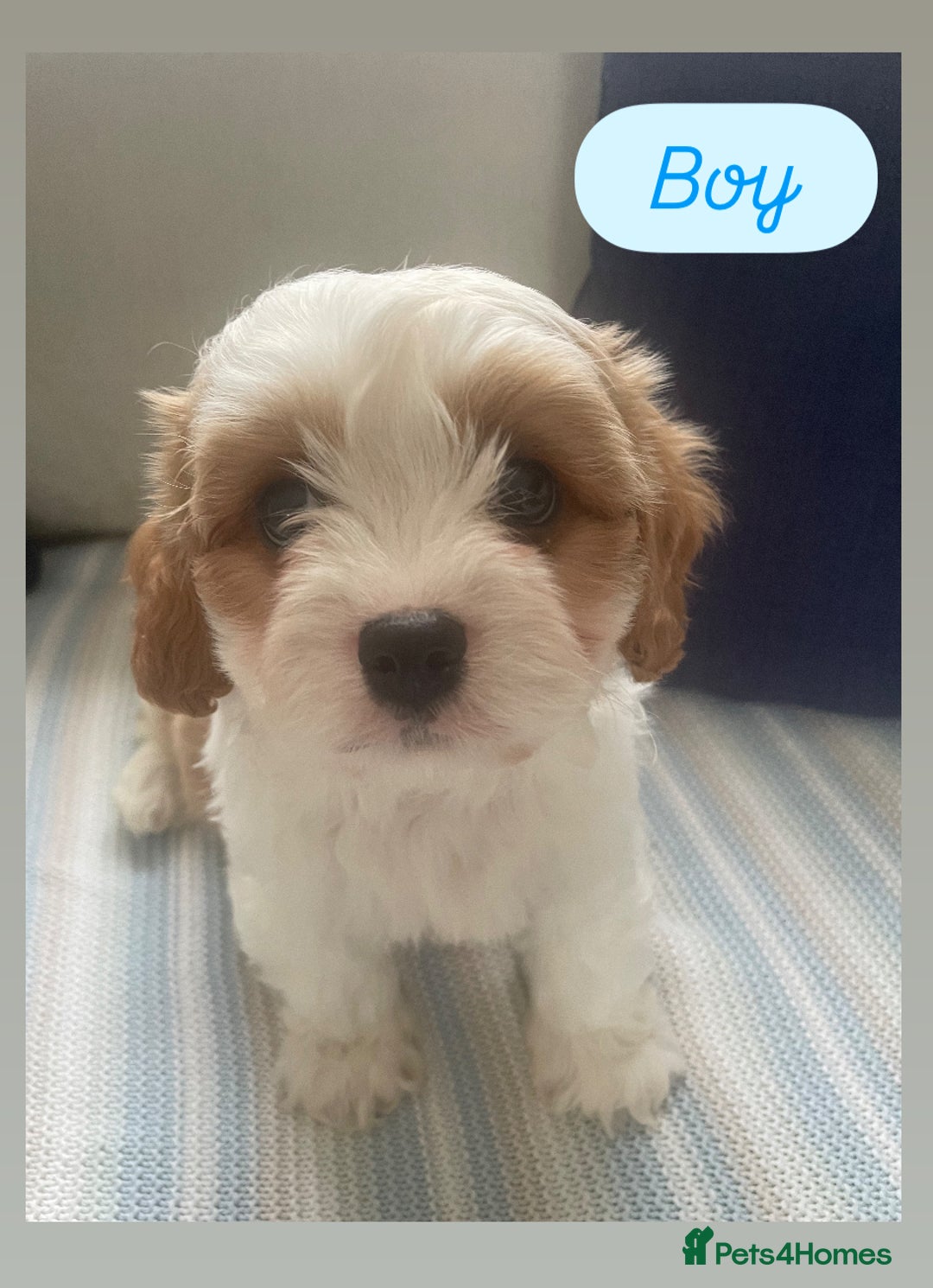 Cavachon dogs for sale: Cavachon puppies  - Image 4