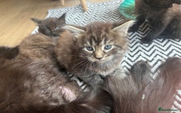Maine Coon cats for sale: Half Maine coon kittens  - Image 4