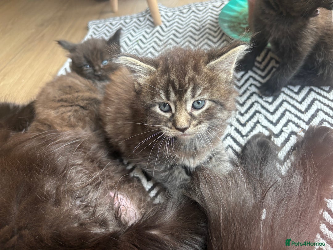 Maine Coon cats for sale: Half Maine coon kittens  - Image 4