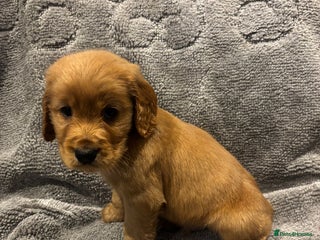 Cocker Spaniel dogs Beautiful Cocker spaniel puppys READY NOW!! - Advert 8
