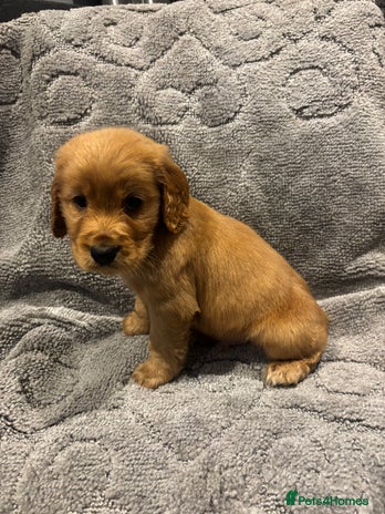 Cocker Spaniel dogs Beautiful Cocker spaniel puppys READY NOW!! - Advert 2