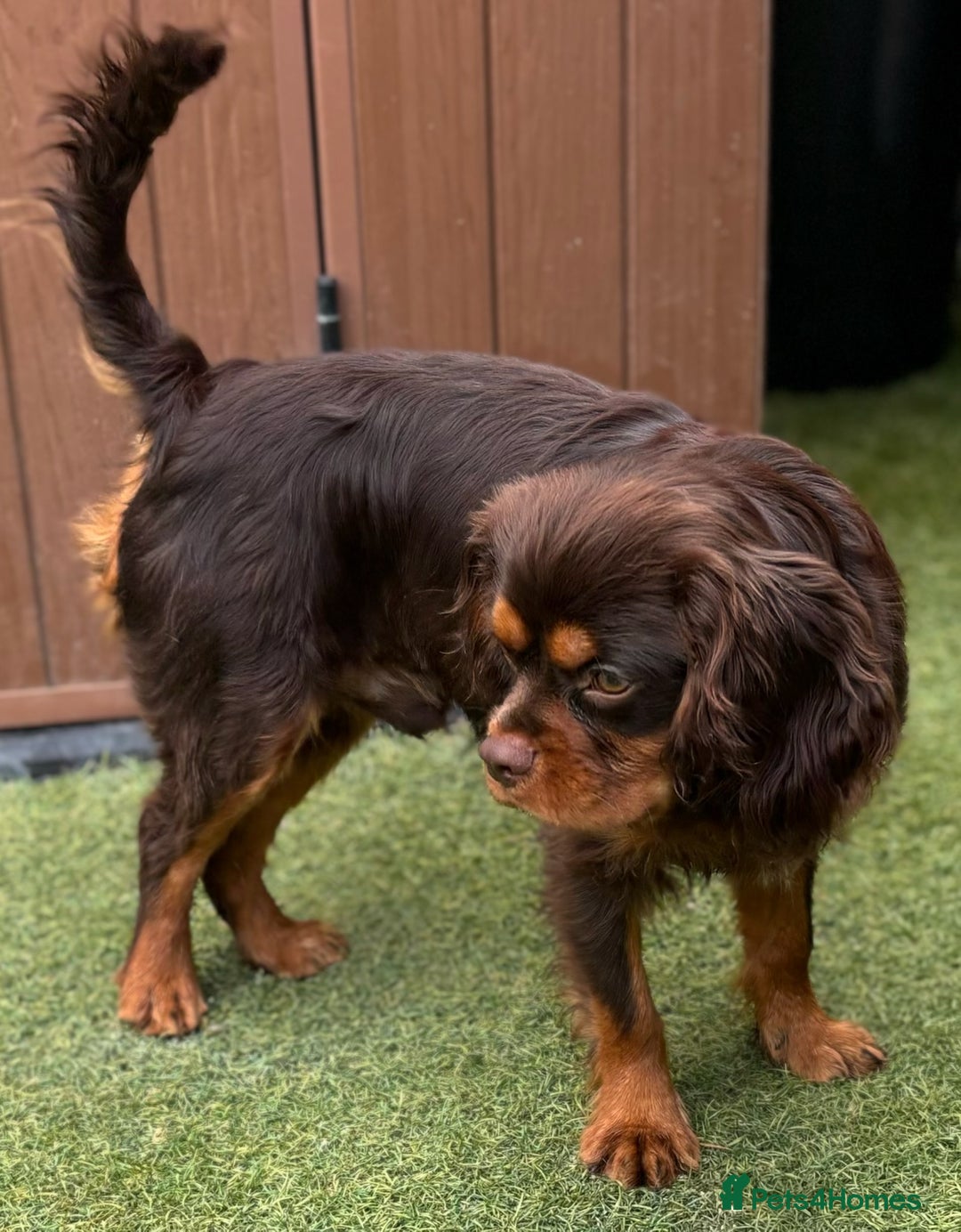 Cavalier King Charles Spaniel dogs for stud: KC REG  HEALTH TESTED CHOC & TAN CAV STUD  - Advert 12