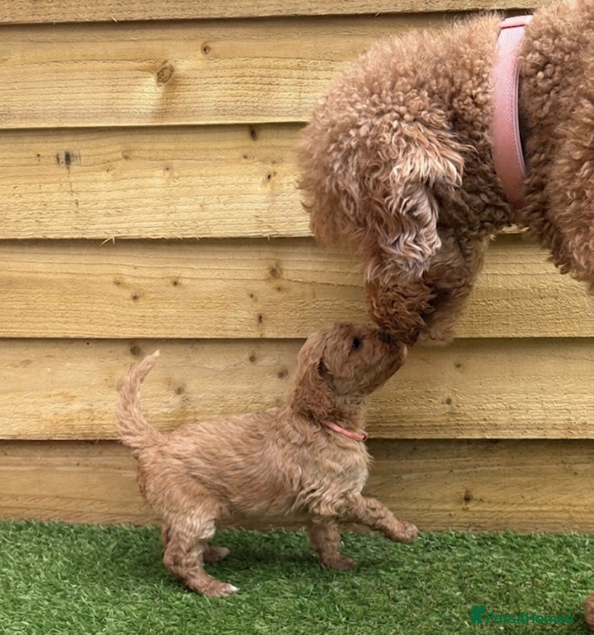 Goldendoodle dogs F1bb goldendoodle puppies  - Advert 1