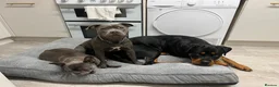 Staffordshire Bull Terrier dogs for sale: Blue KC registered staffie girl - Advert 2