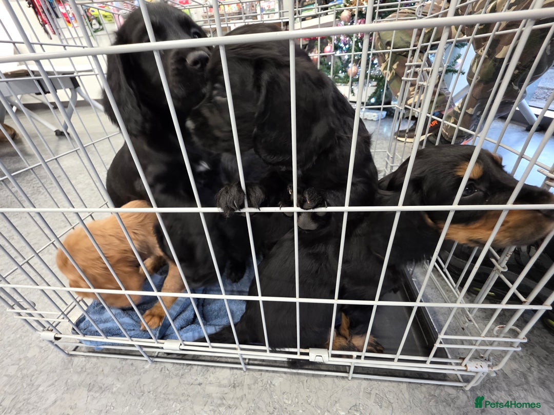 Cocker Spaniel dogs for sale: Cocker spaniel puppies - Advert 3