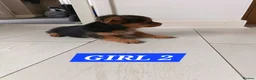 Mixed Breed dogs for sale: 3 Pome x yorkshire terrier puppies - Advert 10