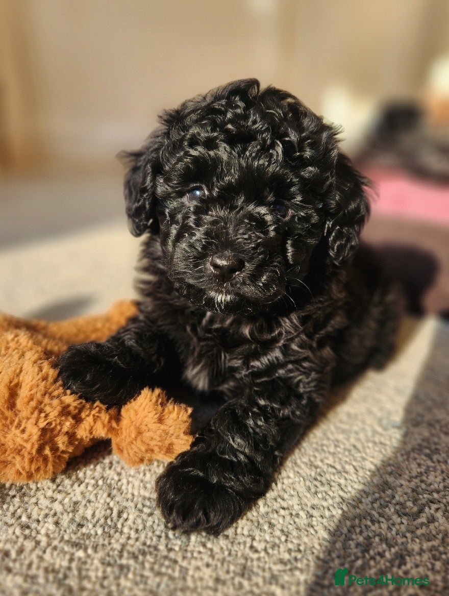 Pomapoo dogs Pomerpoo puppies - Advert 1