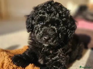 Pomapoo dogs Pomerpoo puppies - Advert 1