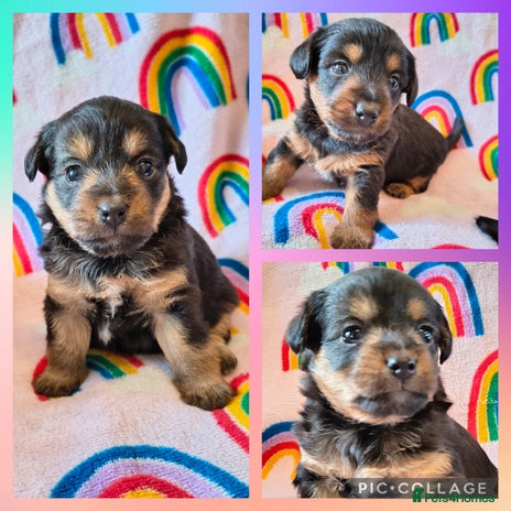 Jackapoo Dogs Breed - Information, Temperament, Size & Price | Pets4Homes