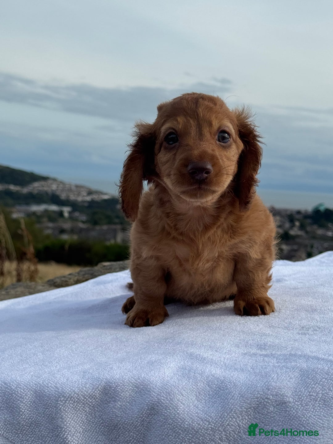Miniature Dachshund dogs for sale: Last 2 long hair dachshund boys ready  - Image 5