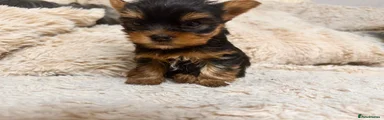 Yorkshire Terrier 4