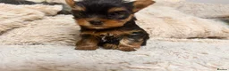 Yorkshire Terrier dogs for sale: Mini Yorkshire Terrier Puppies  - Advert 17
