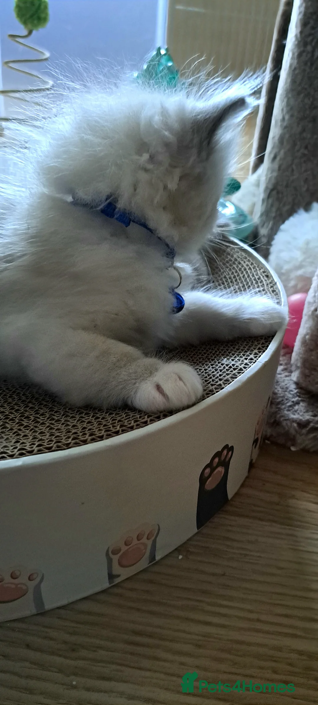 Ragdoll cats for sale: Agilamour kittens GCCF registered  - Advert 6