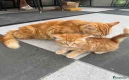 Mixed Breed cats for sale:  Ginger Kitten for sale - Image 8