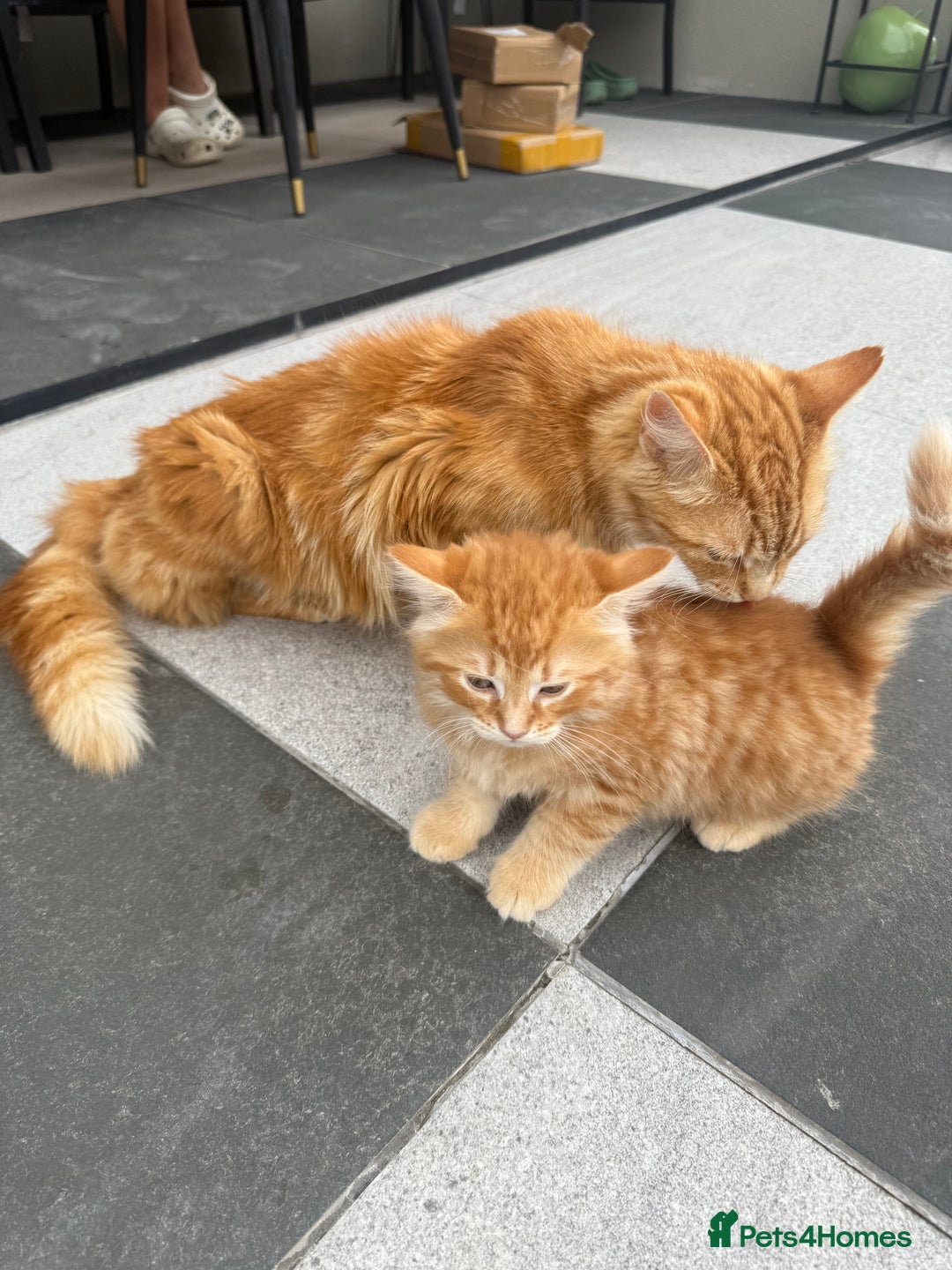 Mixed Breed cats for sale:  Ginger Kitten for sale - Image 8