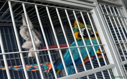 Macaws birds for sale: Blue gold macaw parrot Rio - Image 3