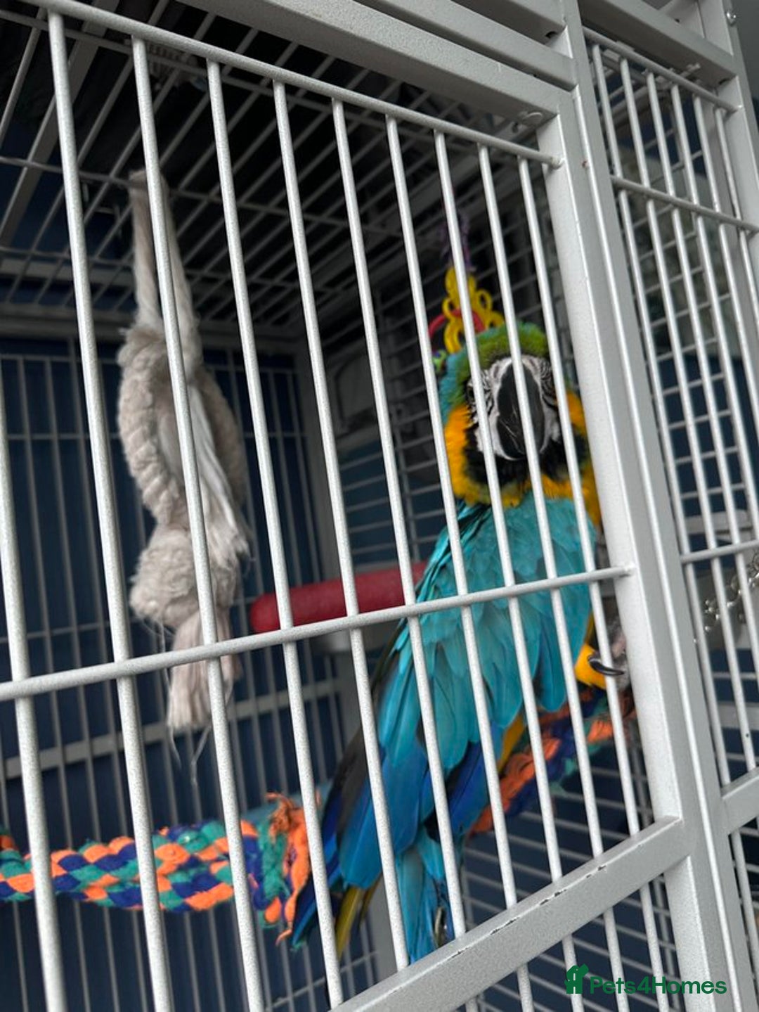Macaws birds for sale: Blue gold macaw parrot Rio - Image 3