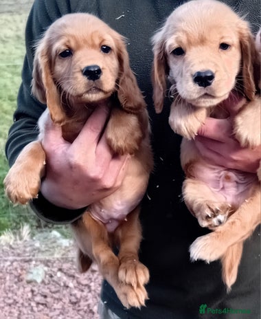 Cocker Spaniel dogs - Advert 6