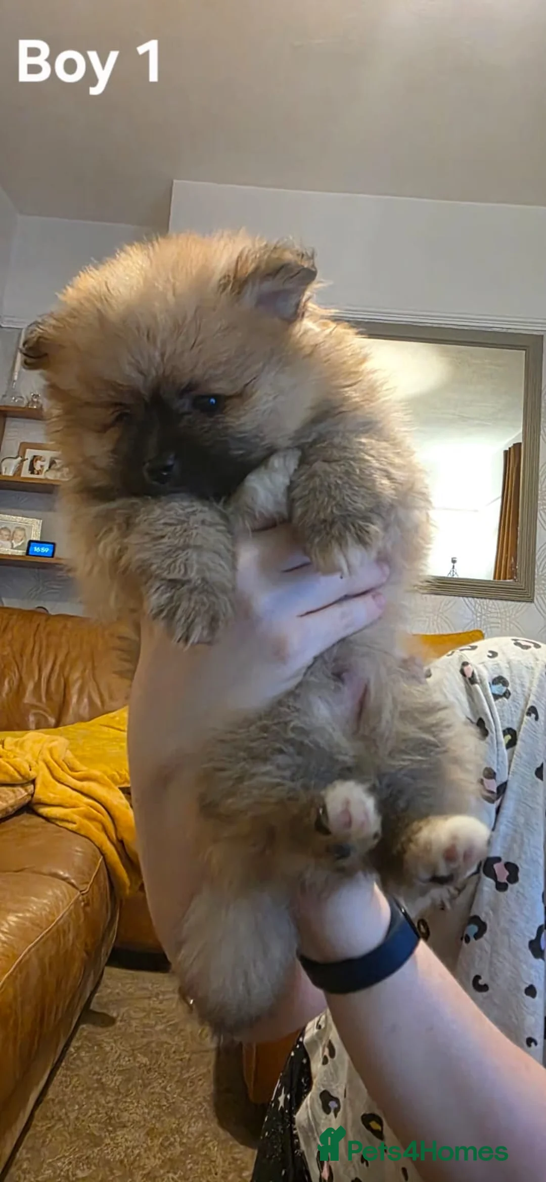 Pomeranian dogs for sale: Pomeranian puppies for sale - Advert 8