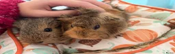 Guinea Pig rodents for sale: female guinea pig pairs - Advert 10