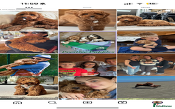 Cavapoo dogs for sale: Extensively Heslth Tested Cavapoo puppies  - Image 37