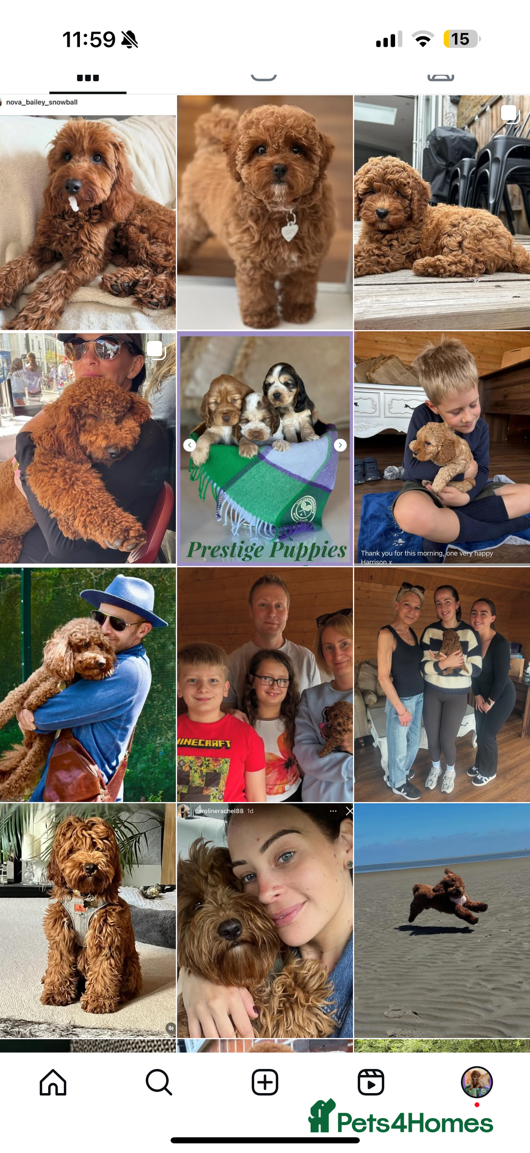 Cavapoo dogs for sale: Extensively Heslth Tested Cavapoo puppies  - Image 37