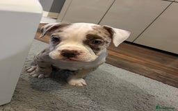 Olde English Bulldogge dogs for stud: OEB 🐶⭐️DEL~BOY ⭐️🐶 First time Stud  - Image 15