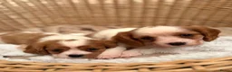 Cavalier King Charles Spaniel dogs for sale: DNA Clear KC Registered Cavalier Kcs Pups - Advert 17