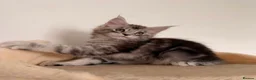 Maine Coon cats for sale: MaineCoon World Champion Bloodlines/London  - Advert 27