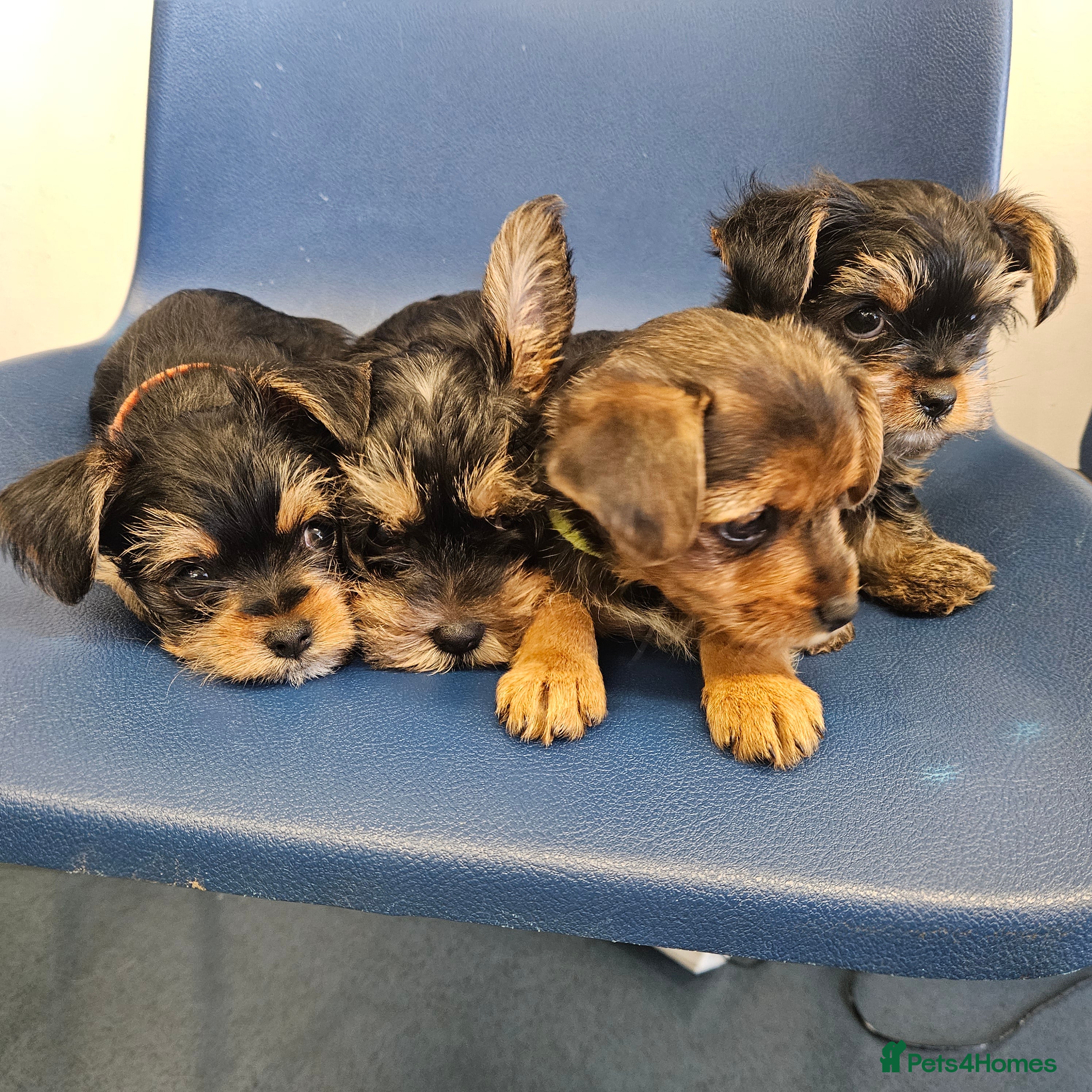 Mixed Breed dogs Mini yorkie x full sized yorkshire terrier - Advert 12