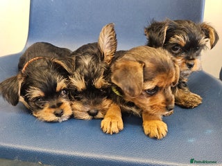 Mixed Breed dogs Mini yorkie x full sized yorkshire terrier - Advert 12