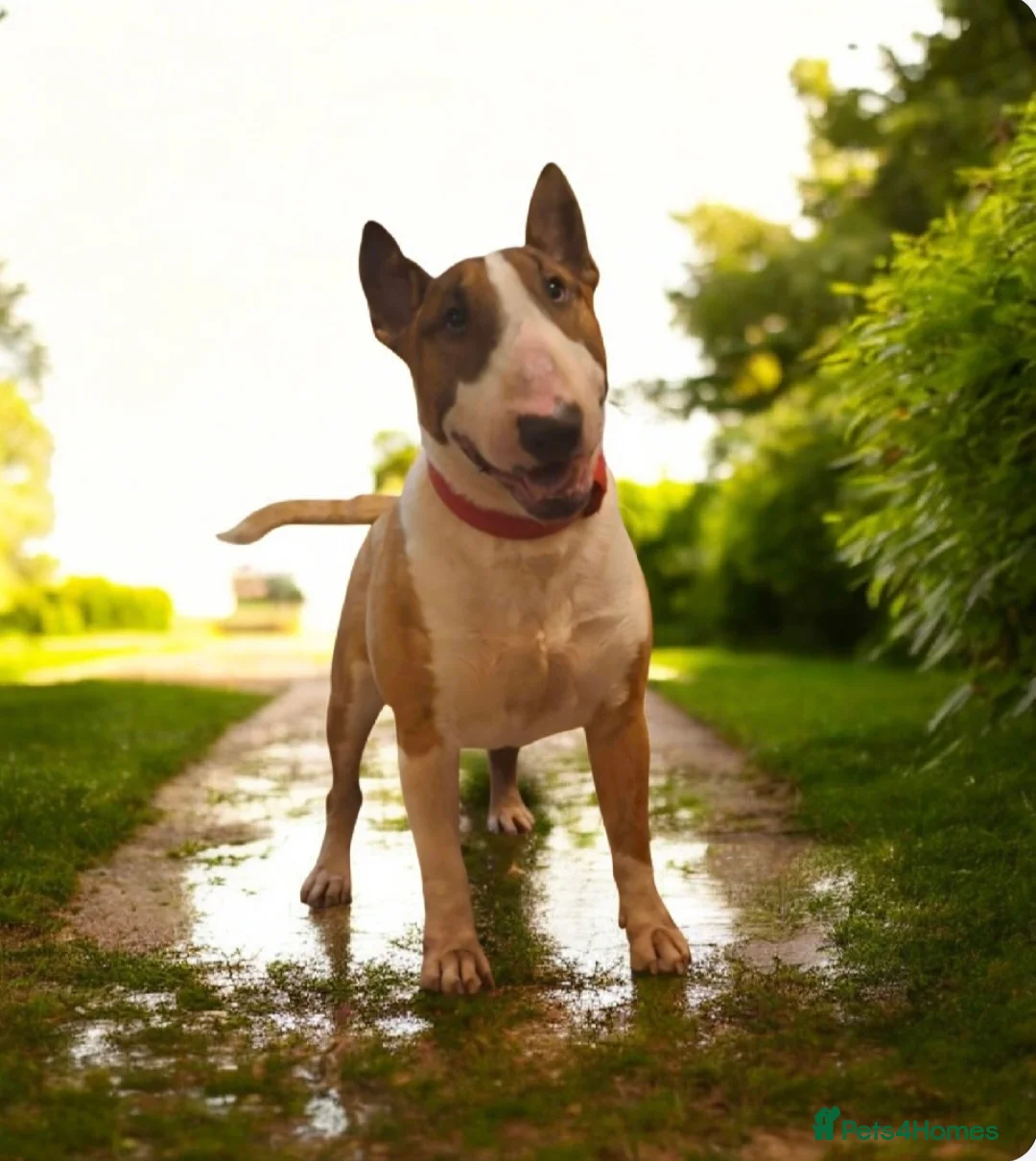 English Bull Terrier dogs for stud: Bull terrier at stud  fully health tested  - Advert 2