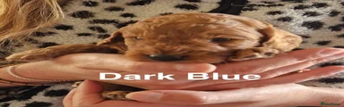 Cavapoo Puppy 6