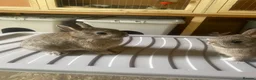 French Lop rabbits for sale: Neatherland dwarf babies  - Advert 6