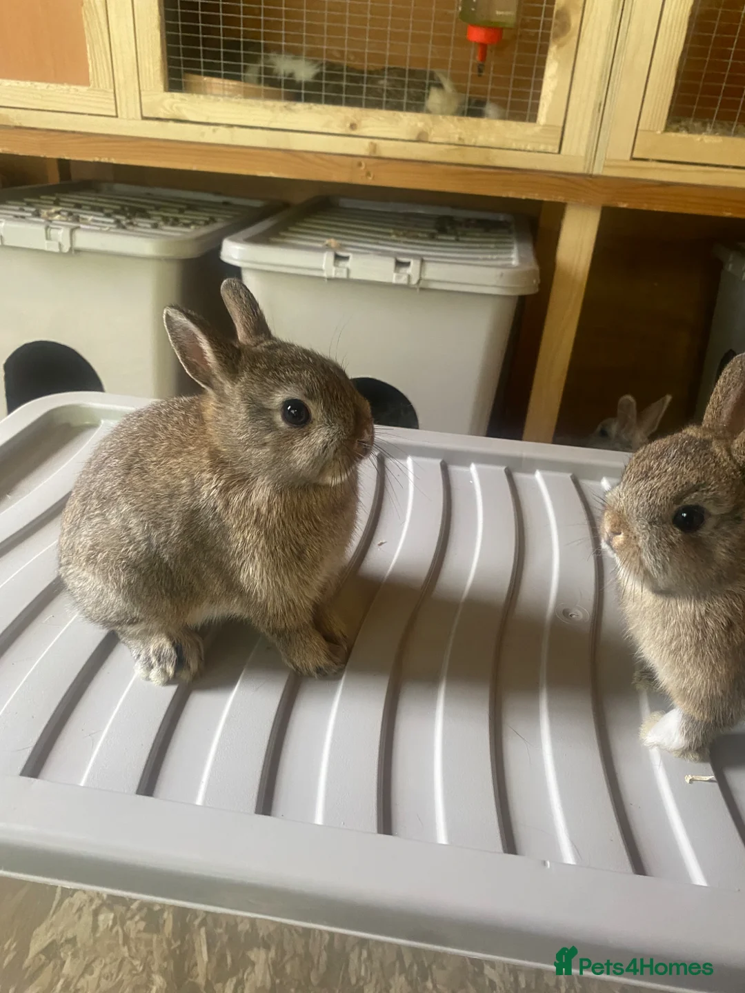 French Lop rabbits for sale: Neatherland dwarf babies  - Advert 6
