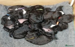 Sproodle dogs for sale: Sproodle F1 Puppies - Image 8