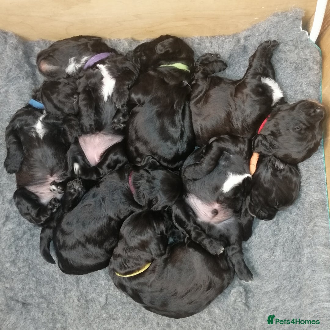 Sproodle dogs for sale: Sproodle F1 Puppies - Image 8