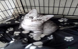 Scottish Fold cats for sale: ready to leave!! 2 Scottish straights  - Image 14