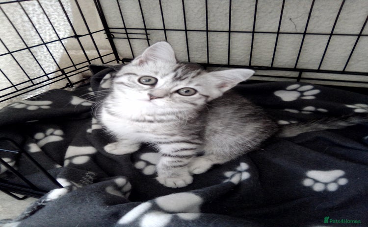 Scottish Fold cats - Advert 2