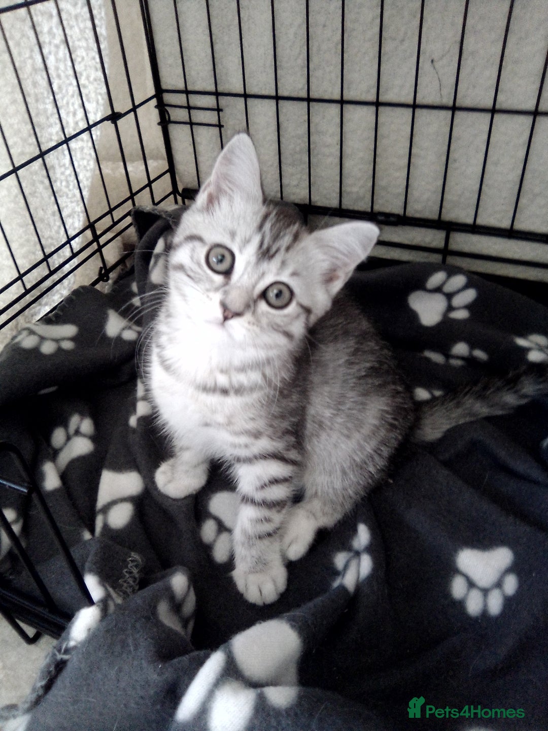 Scottish Fold cats for sale: ready to leave!! 2 Scottish straights  - Image 14
