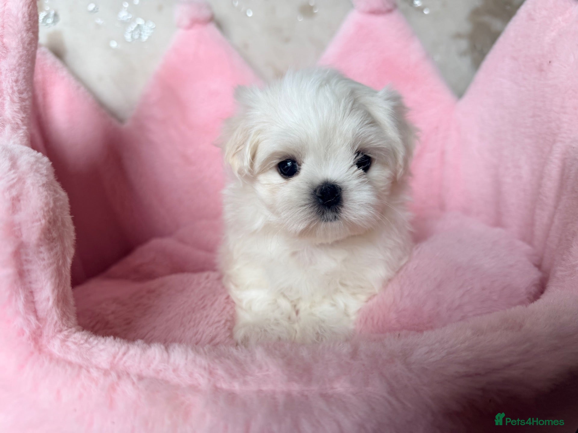 Maltese dogs Bambelina~ One Girl~Ready Now ~ Korean Maltese - Advert 2