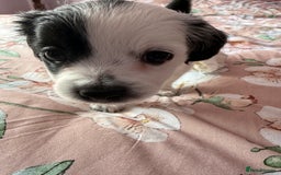 Mixed Breed dogs for sale: Bichon maltez  - Image 3