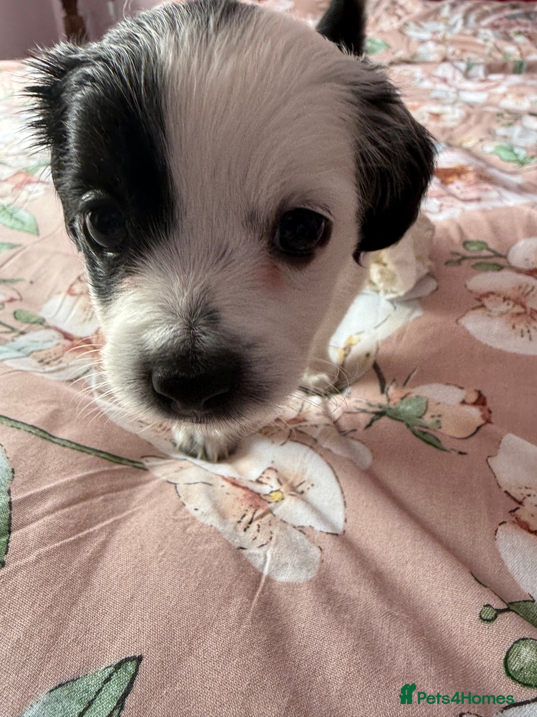Mixed Breed dogs for sale: Bichon maltez  - Image 3