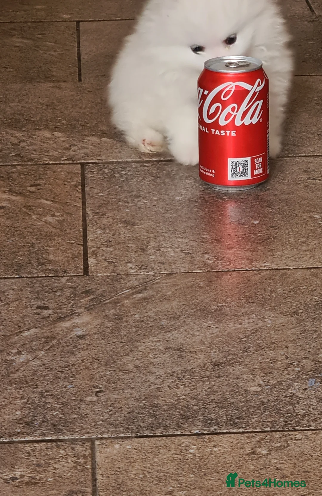 Pomeranian dogs for stud: Best stud around Champions in every generation in Coventry - Advert 8