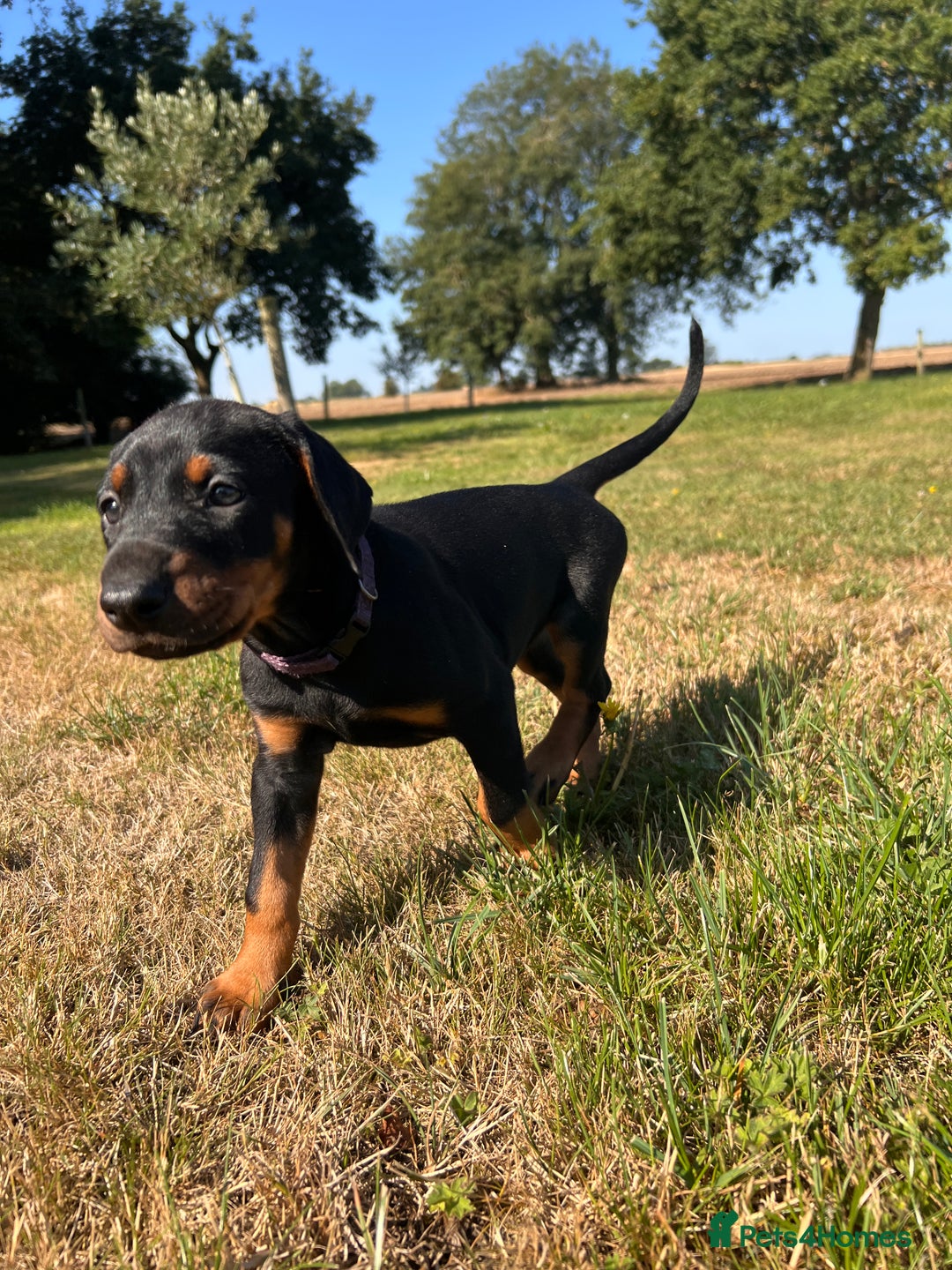 Dobermann dogs for sale: Ready now, Outstanding KC Reg Dobermann puppies - Image 34
